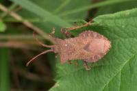 Coreus marginatus