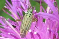 Oncotylus viridiflavus