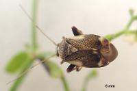 Polymerus palustris