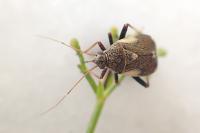 Polymerus palustris