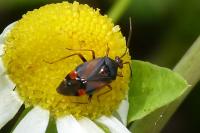 Deraeocoris ruber