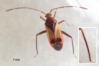 Pseudomegacoelum beckeri