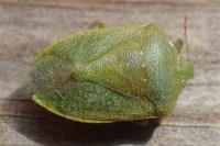 Nezara viridula