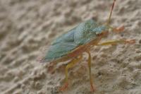 Palomena prasina