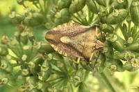 Carpocoris fuscispinus