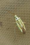 Stenotus binotatus