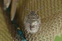 Dolycoris baccarum
