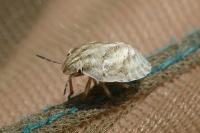 Eurygaster maura