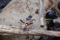Beosus maritimus
