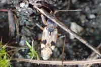 Beosus maritimus