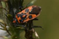 Corizus hyoscyami hyoscyami