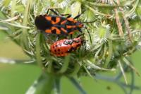 Spilostethus saxatilis