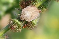 Eurygaster