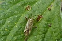 Adelphocoris quadripunctatus