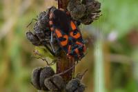 Spilostethus saxatilis