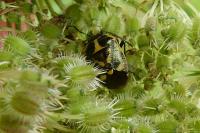 Eurydema oleracea