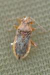 Rhopalus parumpunctatus