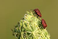 Graphosoma italicum italicum