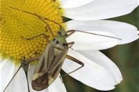 Adelphocoris quadripunctatus