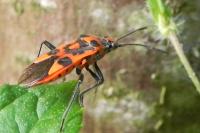 Corizus hyoscyami hyoscyami