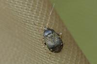 Polymerus holosericeus