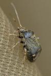 Polymerus holosericeus