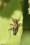 Himacerus apterus