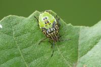 Elasmucha grisea
