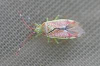 Pantilius tunicatus