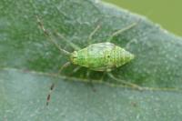 Pantilius tunicatus