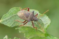 Picromerus bidens