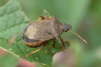 Picromerus bidens