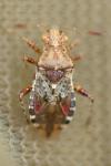 Rhopalus subrufus