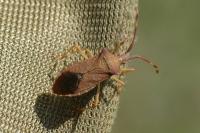 Gonocerus acuteangulatus
