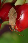 Gonocerus acuteangulatus