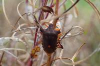 Pentatoma rufipes