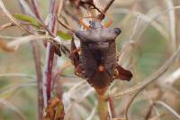 Pentatoma rufipes