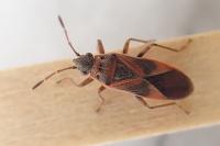Arocatus longiceps