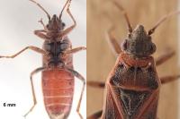 Arocatus longiceps