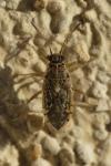 Brachycarenus tigrinus
