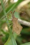 Syromastus rhombeus