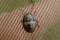 Piezodorus lituratus