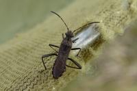 Alydus calcaratus