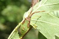 Gonocerus acuteangulatus