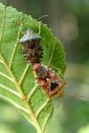 Elasmucha grisea