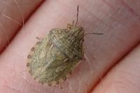 Eurygaster maura