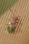 Rhopalus parumpunctatus