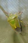 Piezodorus lituratus