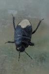 Cydnus aterrimus