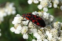 Spilostethus saxatilis